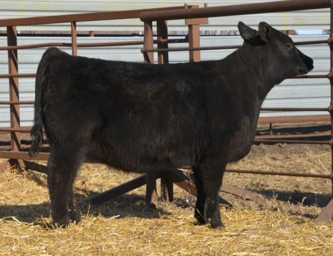 Roth Angus Ranch